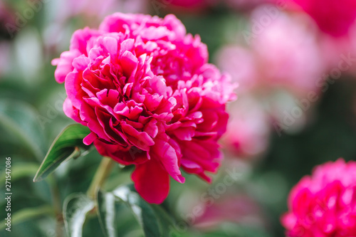 Pink flower peonies flowering on the background. Pink flowers.