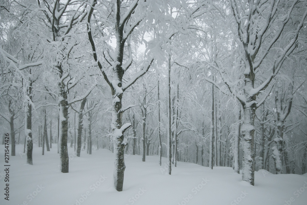 Tipico paesaggio invernale nel bosco ricoperto dalla neve Tipico paesaggio invernale nel bosco ricoperto dalla neve