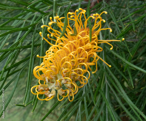 Bottle Brush Flower