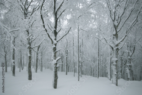 Tipico paesaggio invernale nel bosco ricoperto dalla neve