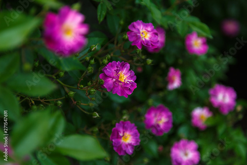 Bright beautiful purple flowers on the rose shrub.