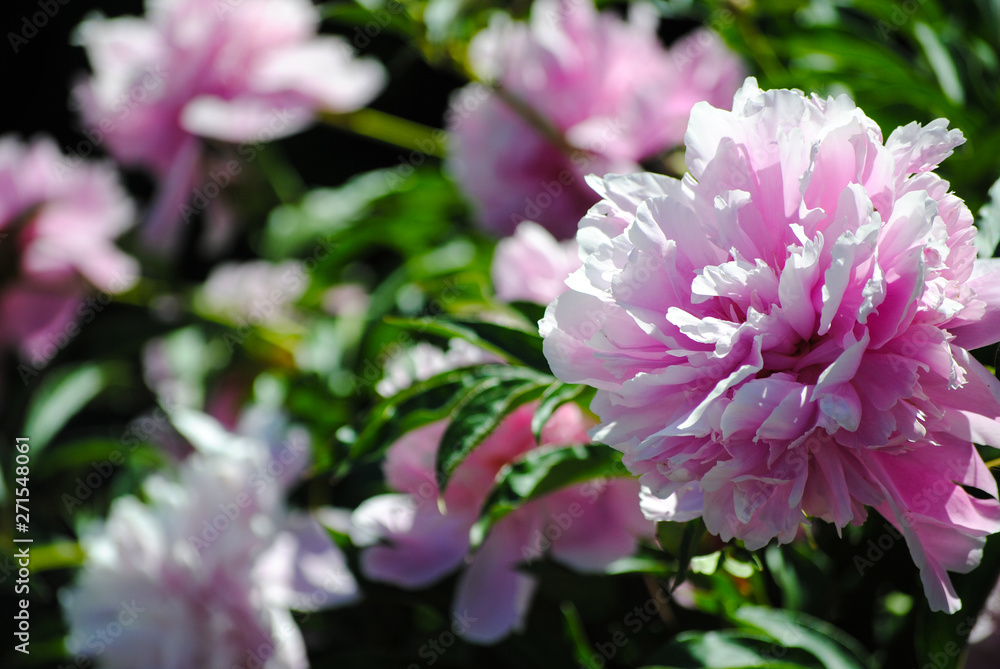 pink flowers in the garden pink flowers in the garden