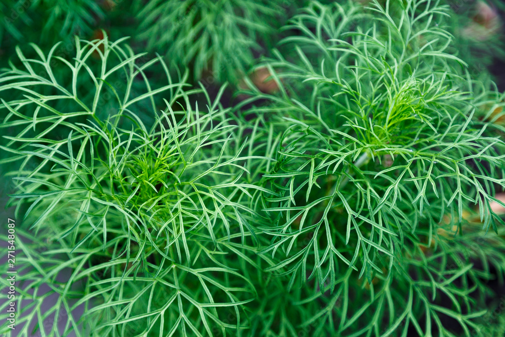 Texture of green plant, grass. Texture of green plant, grass.