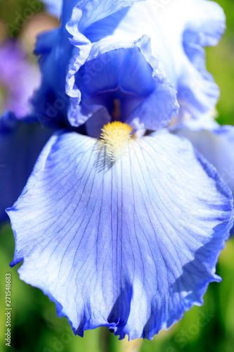 Close-up of a flower of bearded iris (Iris germanica) on the garden background. Colorful iris flowers are growing in a garden.