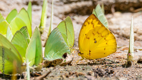 Photography Brightful color Hill Grass Yellow butterfly perching near a group of butterflies