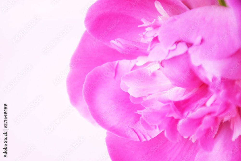 Delicate pink peony petals close up on a light pink background with copy space. Beauty and floral concept.
