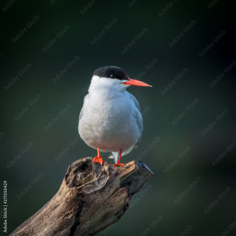 Close up of a beautiful isolated mature Common Tern Seagull bird Close up of a beautiful isolated mature Common Tern Seagull bird