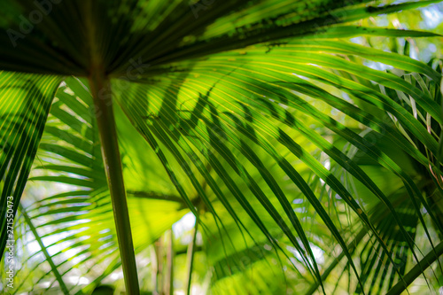 palm leaves  summer  mediterranean