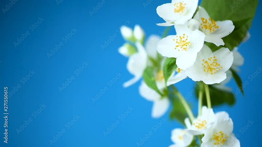 beautiful white jasmine flowers on a branch isolated on blue beautiful white jasmine flowers on a branch isolated on blue