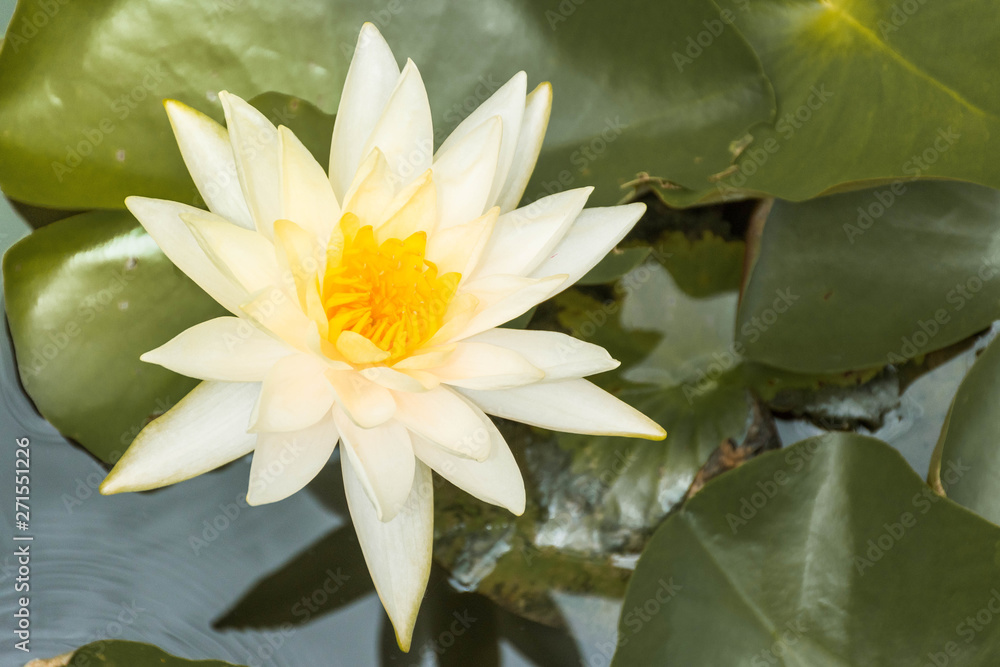 Photo of white lotus in a lotus pond, colorful and beautiful.