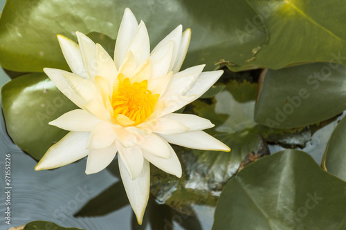Photo of white lotus in a lotus pond, colorful and beautiful.