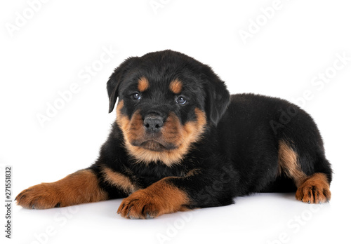 puppy rottweiler in studio