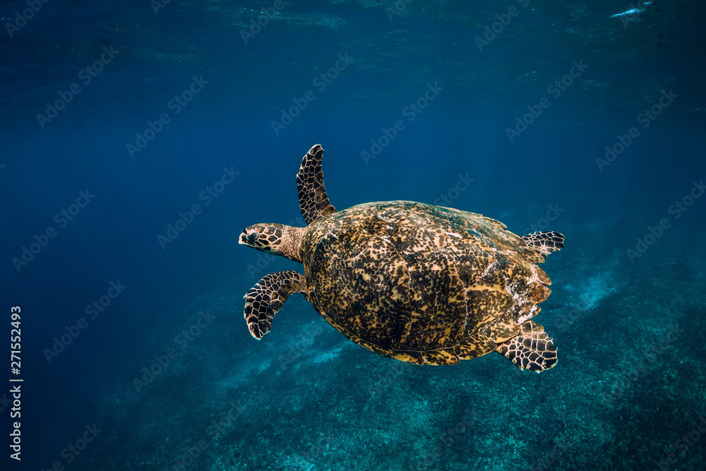 Sea turtle swim in blue ocean. Green sea turtle underwater Sea turtle swim in blue ocean. Green sea turtle underwater