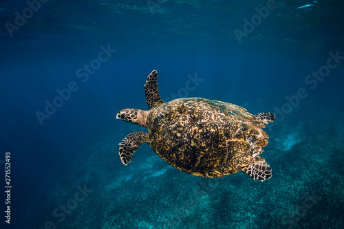 Fototapeta Naklejka Na Ścianę i Meble -  Sea turtle swim in blue ocean. Green sea turtle underwater