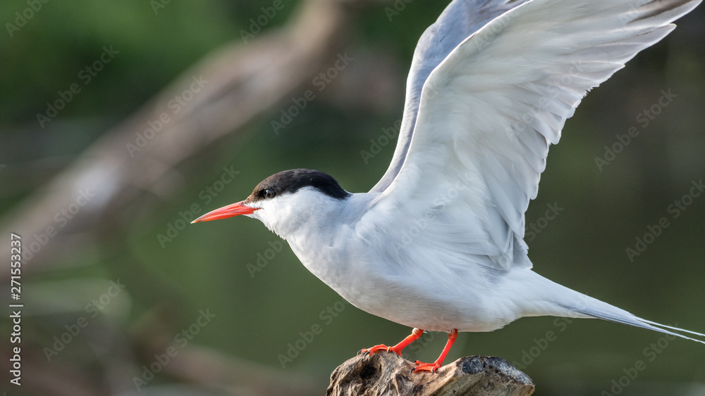 Fototapeta premium Close up of a beautiful isolated mature Common Tern Seagull bird
