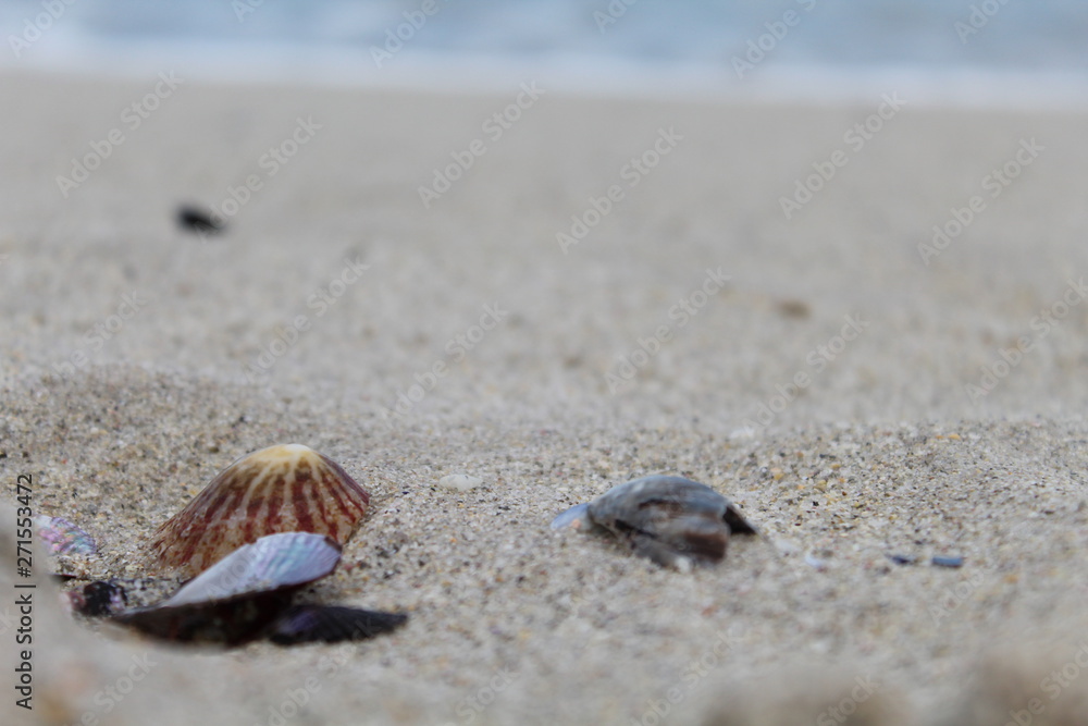 Shell in the sand on the shore Shell in the sand on the shore