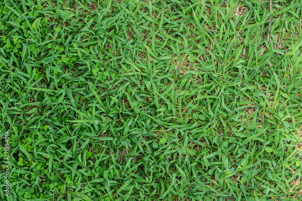 Grass green leaf background in sunny day Grass green leaf background in sunny day