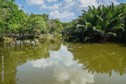 Calmly creek flowing through lush green Nipa palm grove with reflection of clouds and sky in the water. Bang Kachao  Thailand.