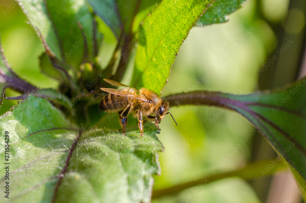 Wild bee in evening sunlight in green leaf. Close up with shallow depth of field Wild bee in evening sunlight in green leaf. Close up with shallow depth of field