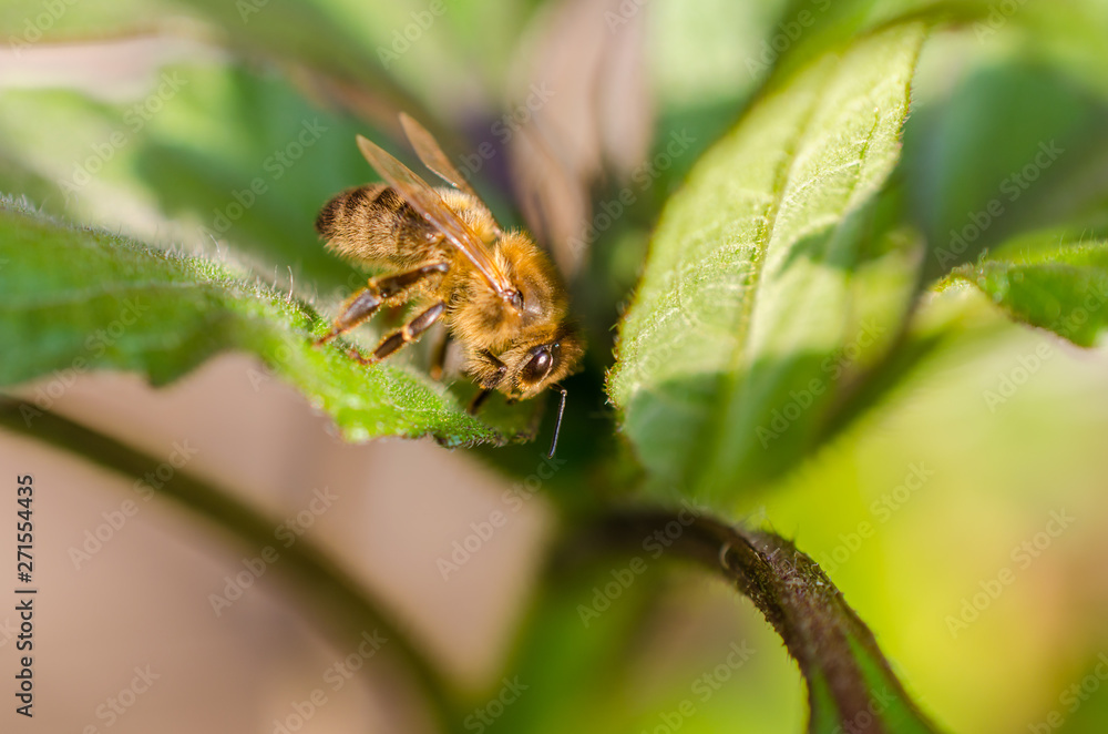 Wild bee in evening sunlight in green leaf. Close up with shallow depth of field Wild bee in evening sunlight in green leaf. Close up with shallow depth of field