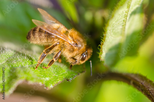 Wild bee in evening sunlight in green leaf. Close up with shallow depth of field