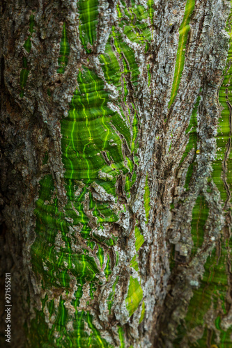 Chagres National Park, Colon Province, Panama, Central America, America photo