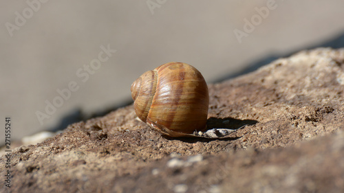 Close Up Shot Of A Snail Shell