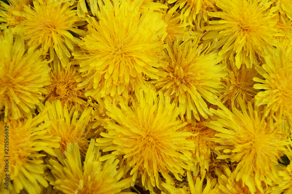 Obraz premium Colorful bright background from flower dandelions.Yellow background