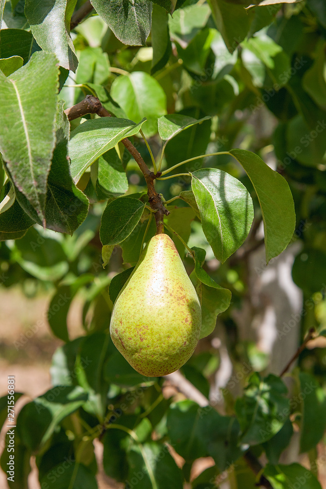 Shiny delicious pears hanging from a tree branch in the orchard.. Shiny delicious pears hanging from a tree branch in the orchard..