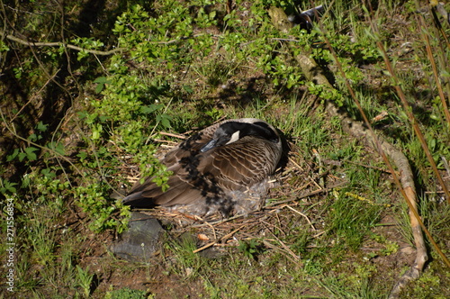 Alte Leine, Niedersachsen photo