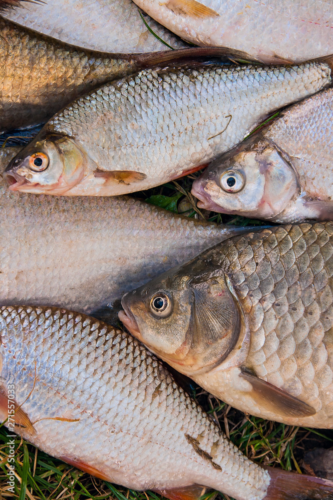 Pile of the common bream fish, crucian fish, roach fish, bleak fish on the natural background.. Pile of the common bream fish, crucian fish, roach fish, bleak fish on the natural background..
