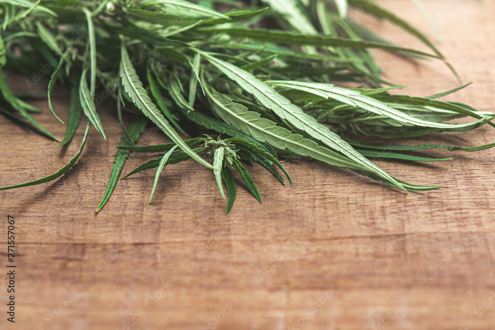 cannabis leaf on table background cannabis leaf on table background