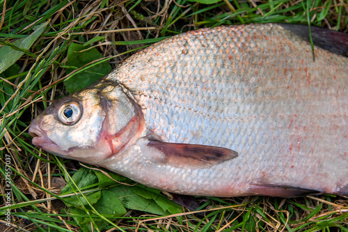 Several common bream fish on green grass. Catching freshwater fish on natural background..