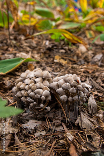 A lot of gray and brown mushrooms. A family of mushrooms in the grass and foliage.