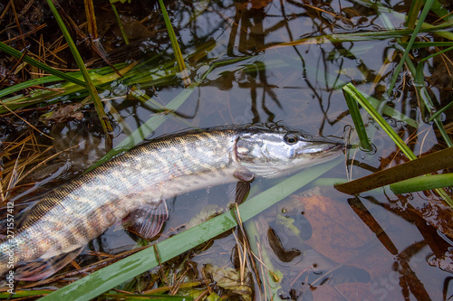 Fototapeta Naklejka Na Ścianę i Meble -  Catch and release. Close up view of small freshwater pike in the water..
