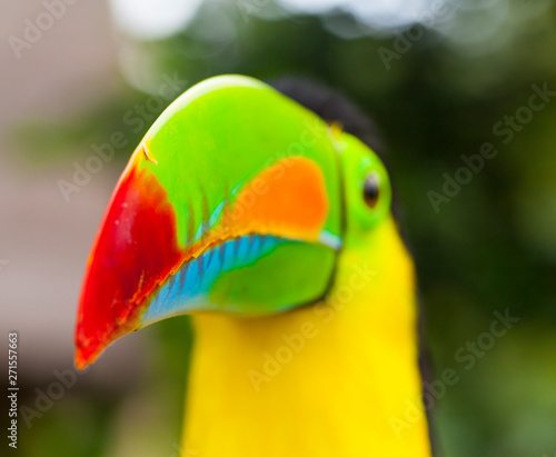 Keel-billed Toucan (Ramphastos sulfuratus), Chagres National Park, Colon Province, Panama, Central America, America photo