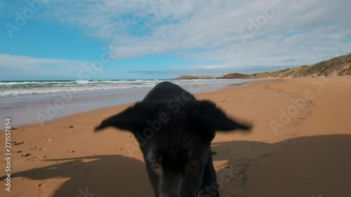 Two puppies walking towards camera on a sand beach at Pardoe Northdown Conservation Area Tasmania with an open ocean on the background photo