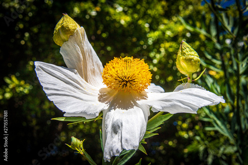 Fleur