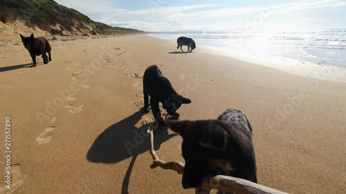 Slow motion shot of two puppies trying to pull a tree branch on the beach at Pardoe Northdown Conservation Area Tasmania with open ocean and sand dunes and two mature dogs on the background photo