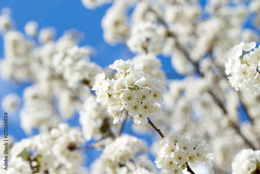 Spring border background with blossom, close-up. Abstract floral spring background. Blossoms over blurred nature background