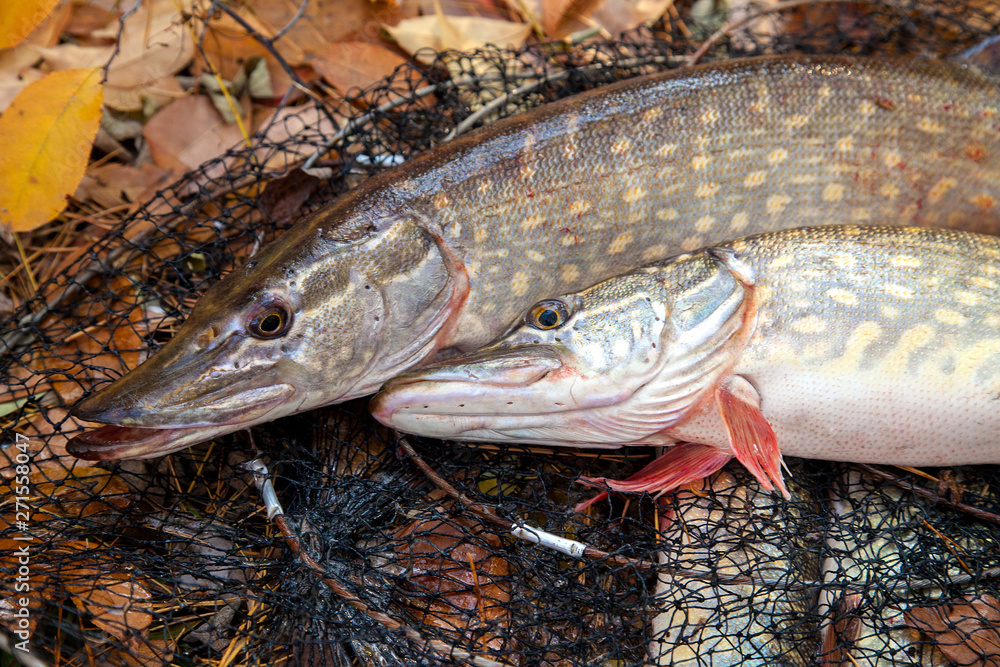 Freshwater pike fish. Two freshwater pike fish lies on landing net with fishery catch in it.. Freshwater pike fish. Two freshwater pike fish lies on landing net with fishery catch in it..