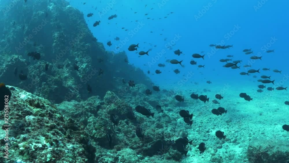 Scuba dive with a healthy school tropical fish and marine life Scuba dive with a healthy school tropical fish and marine life