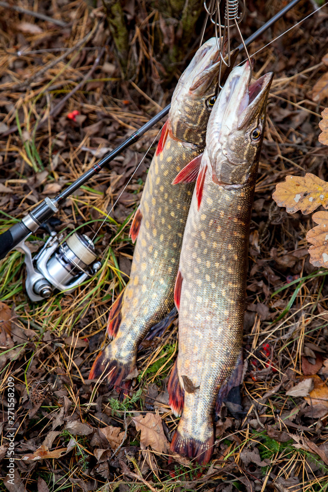 Freshwater pike fish. Two freshwater pike fish on fish stringer and fishing  rod with reel on yellow leaves at autumn time.. Stock Photo