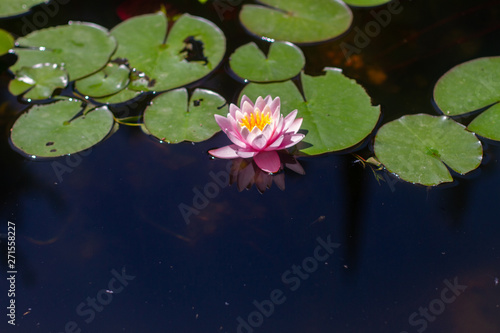 pink lotus flower and water lily in a pond