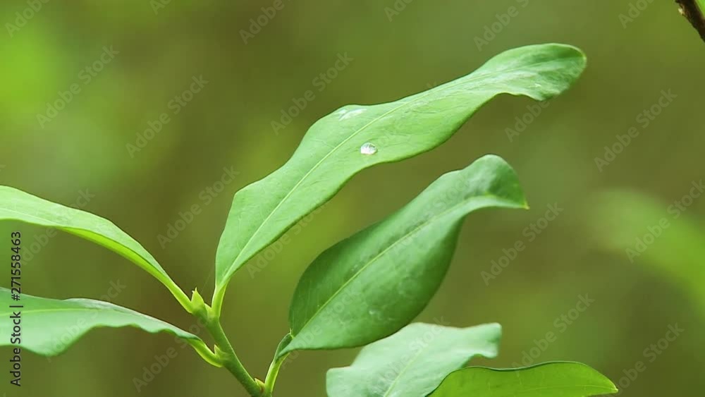 Steady, close up shot of green leaves with a single raindrop on top. Steady, close up shot of green leaves with a single raindrop on top.