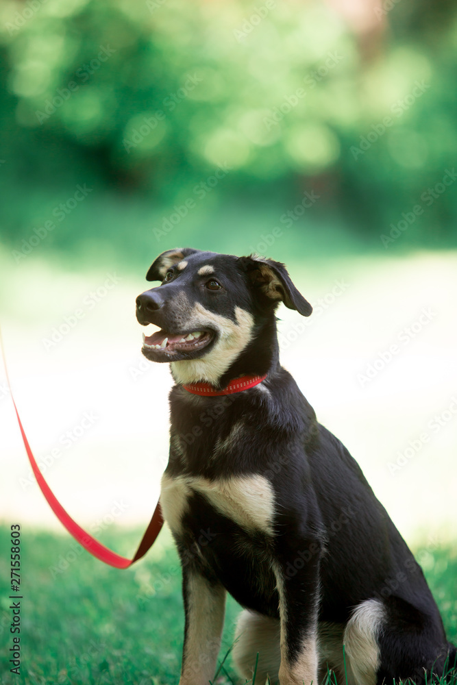 Beautiful dogs in nature and in the city Beautiful dogs in nature and in the city