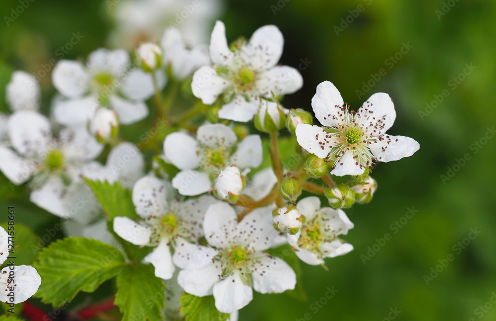 Raspberry bush with white flowers. Flowering rubus. Beautiful in spring bloom garden, panorama, close-up