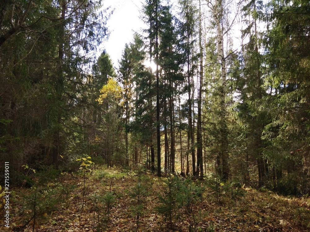 Obraz premium forest in autumn