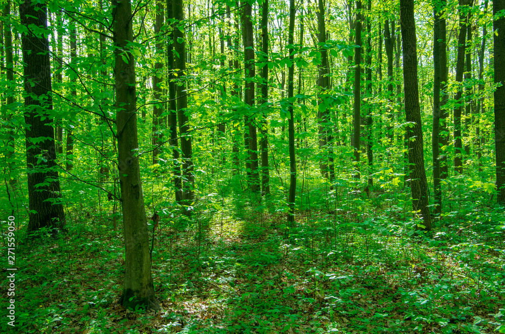 Forest trees. nature green wood sunlight backgrounds Forest trees. nature green wood sunlight backgrounds