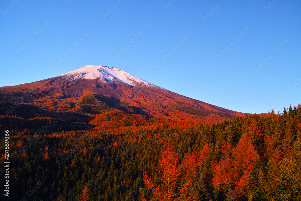 Plakat 朝日を浴びて赤く輝く紅葉シーズンの富士山